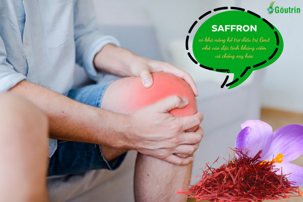 Saffron không trực tiếp hỗ trợ điều trị Gout mà làm giảm các yếu tố nguy cơ gây ra bệnh